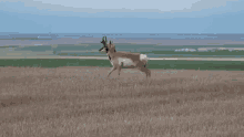 Pronghorn Antelope GIF - Pronghorn Antelope Bunhein GIFs