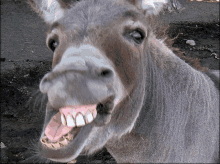 Donkeylaugh GIF - Donkeylaugh GIFs