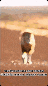 a blurry picture of a dog with the words ben ille cakala dost olmam