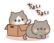 cutecats kitten kitty meow kawaii