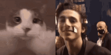 Timothee Chalamet Cat Kiss GIF