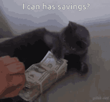 Cat Money GIF - Cat Money Cat Protecting Money GIFs