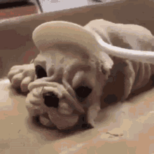 Dog Shocked GIF - Dog Shocked Cake GIFs