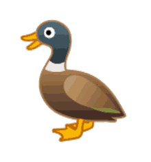 duck quack quack mallard cute