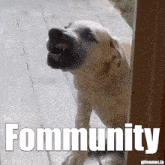 Fomofrankie Fommunity GIF - Fomofrankie Fommunity GIFs