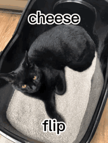 Cat Cats GIF - Cat Cats Cheese GIFs