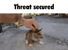 Threat Secured Cat GIF - Threat Secured Cat Kitten GIFs
