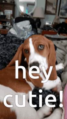 Hey Cutie Bassett Hound GIF - Hey Cutie Bassett Hound Dogs GIFs