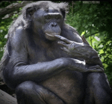 Chimp Chimpanzee GIF - Chimp Chimpanzee Thinking GIFs