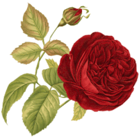 Ninisjgufi Flowers Sticker - Ninisjgufi Flowers Rose Stickers