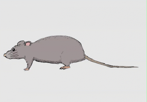 Rat Animation GIF - Rat Animation Walk - Discover & Share GIFs