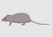 Rat Animation GIF - Rat Animation Walk GIFs