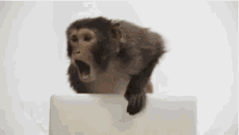 Adem Maymun GIF - Adem Maymun Teknoloji GIFs