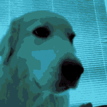 Vibe Dog GIF - Vibe Dog Hype GIFs