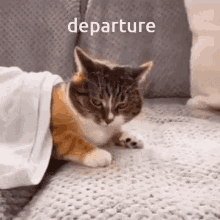 Departure Cat GIF