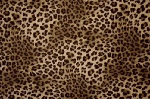 Leopard Print GIFs | Tenor