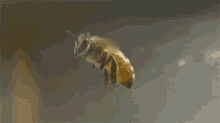 Bee Busy GIF - Bee Busy Bee Flying GIFs