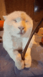 Spoon Cat GIF - Spoon Cat GIFs