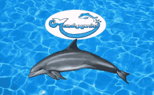 delfin mundo marino mundo marino guadalajara