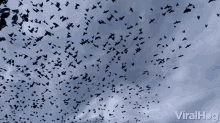 Flock Of Birds Flying Away GIF - Flock Of Birds Flying Away Migrating GIFs