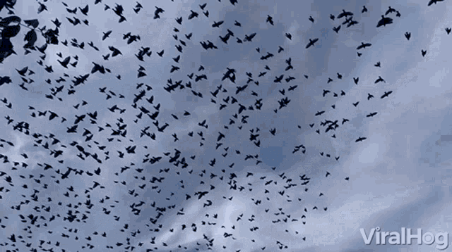 flock-of-birds-flying-away.gif