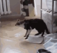 Cat Fail Cat Jump GIF - Cat Fail Cat Jump Cat Jump Fail GIFs
