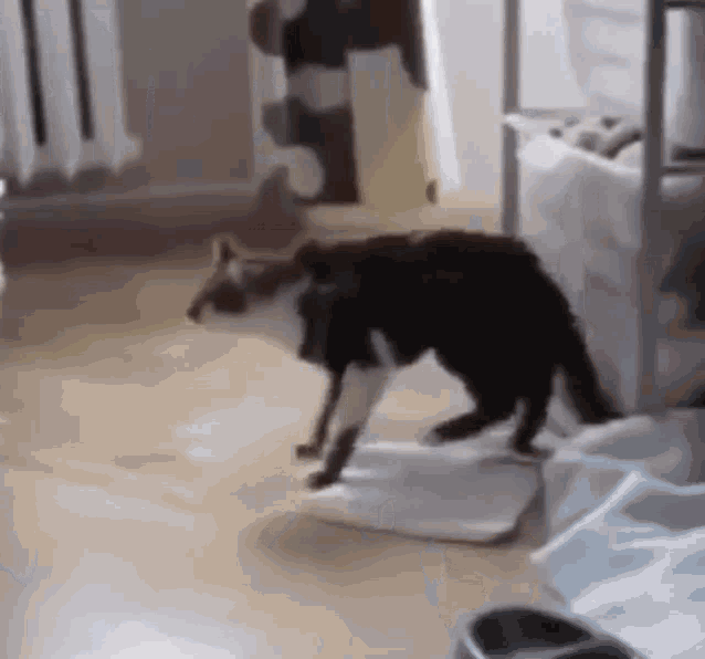 Cat Fail Cat Jump GIF - Cat Fail Cat Jump Cat Jump Fail - Discover & Share  GIFs