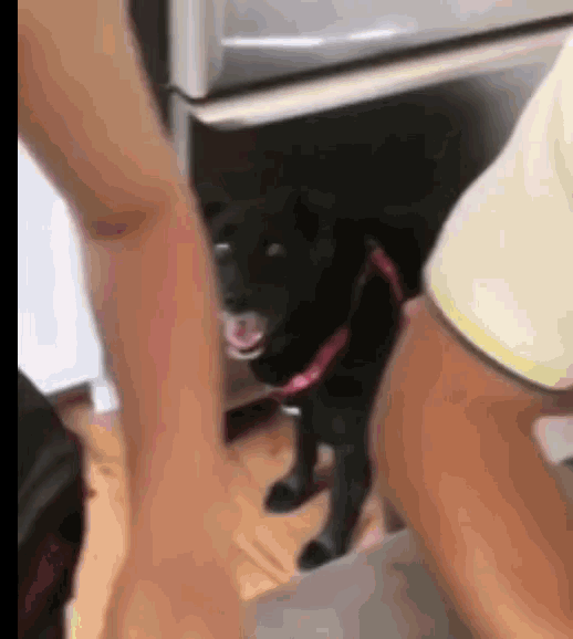 Excited Dogs GIF - Excited Dogs Funny Animals GIFs