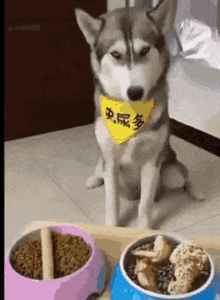 Angry Dog Fake Food GIF - Angry Dog Fake Food Dog GIFs
