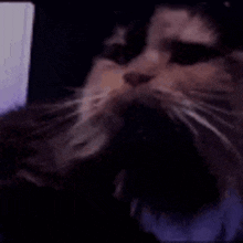 Goldiroxs Cat GIF - Goldiroxs Cat Vibing GIFs