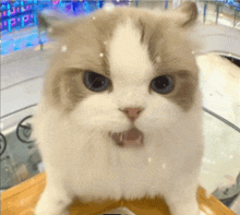 a close up of a cat 's face with its mouth open