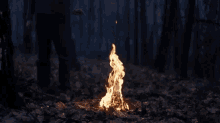 bonfire fire holy forest
