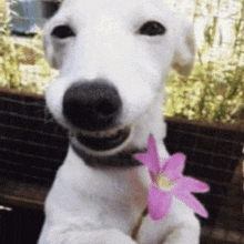 a close up of a white dog holding a pink flower