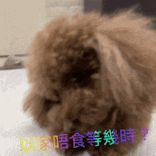 Somesomepoodle Somesomeeat GIF - Somesomepoodle Somesomeeat GIFs