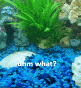 Uhm What Chubbie The Fish GIF - Uhm What What Uhm GIFs