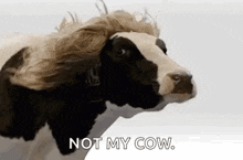 Cow Wig GIF - Cow Wig GIFs