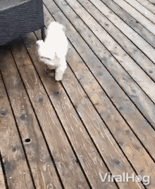 Dog Viralhog GIF - Dog Viralhog Cleaning Feet GIFs