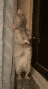 Happy Rat Rats GIF - Happy Rat Rat Rats GIFs