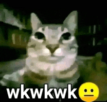 Cat Meme Laugh GIF