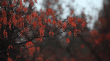 Drip GIF - Fall Autumn Wind GIFs