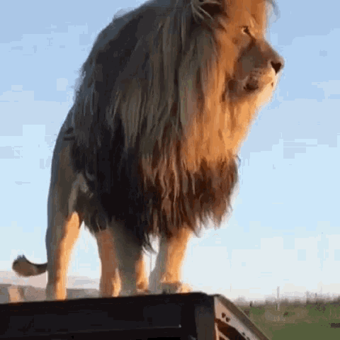 Lion Mane GIF - Lion Mane Roar - Discover & Share GIFs