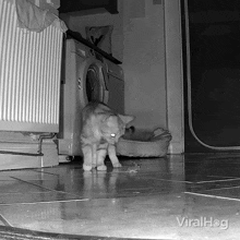 tapping cat mouse viralhog cat tapping