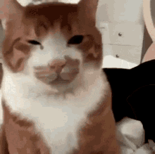 Orange Cat Pet Cat GIF - Orange Cat Pet Cat Cat GIFs