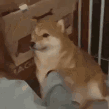 Slap Dog Slap Shiba GIF