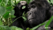 Chimpanzee David Attenborough GIF - Chimpanzee David Attenborough A Life On Our Planet GIFs