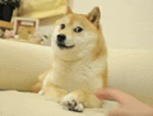 a dog is sitting on a couch being petted by a person 's hand .