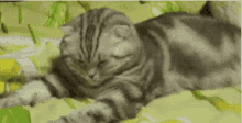 Cat Sleepy GIF - Cat Sleepy Tired GIFs