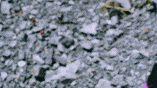 a blurred image of a pile of rocks with a pink flower in the foreground