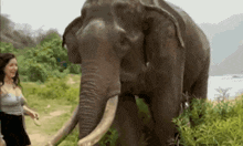 Elephant Smash GIF - Elephant Smash Elephant Pushes Woman GIFs