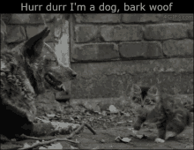 Hurr Durr GIF - Hurr Durr Dog GIFs